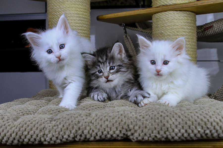 Wurf E (43 Tage alt)