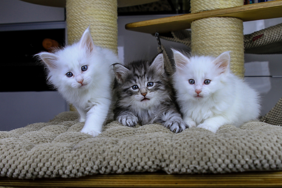 Wurf E (43 Tage alt)