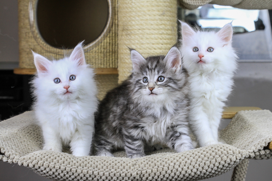 Wurf E (49 Tage alt)