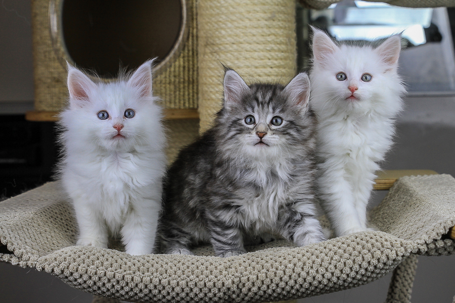 Wurf E (49 Tage alt)