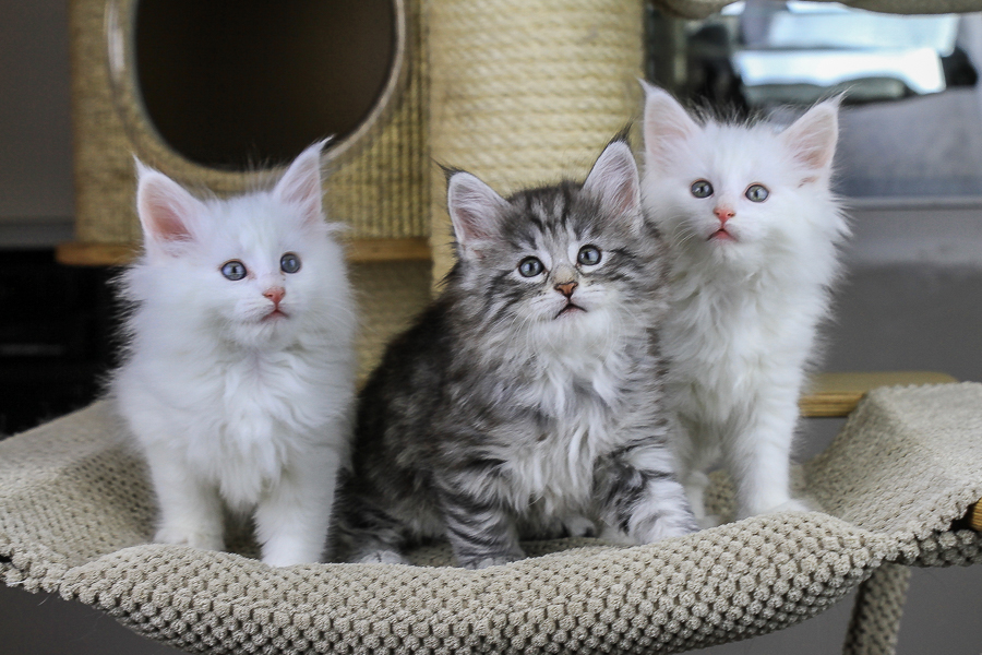 Wurf E (49 Tage alt)