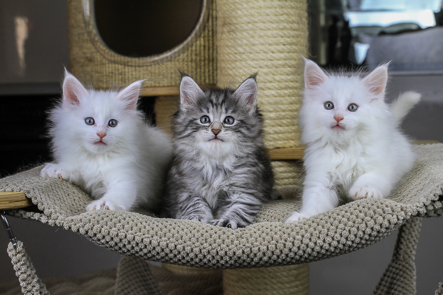 Wurf E (49 Tage alt)