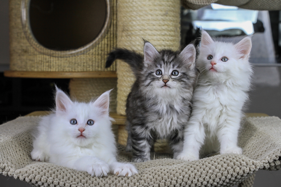 Wurf E (49 Tage alt)