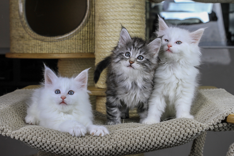 Wurf E (49 Tage alt)