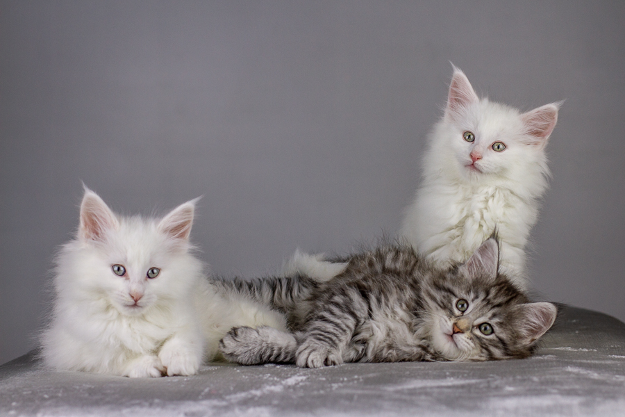 Wurf E (55 Tage alt)