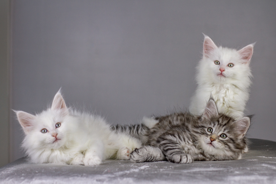 Wurf E (55 Tage alt)