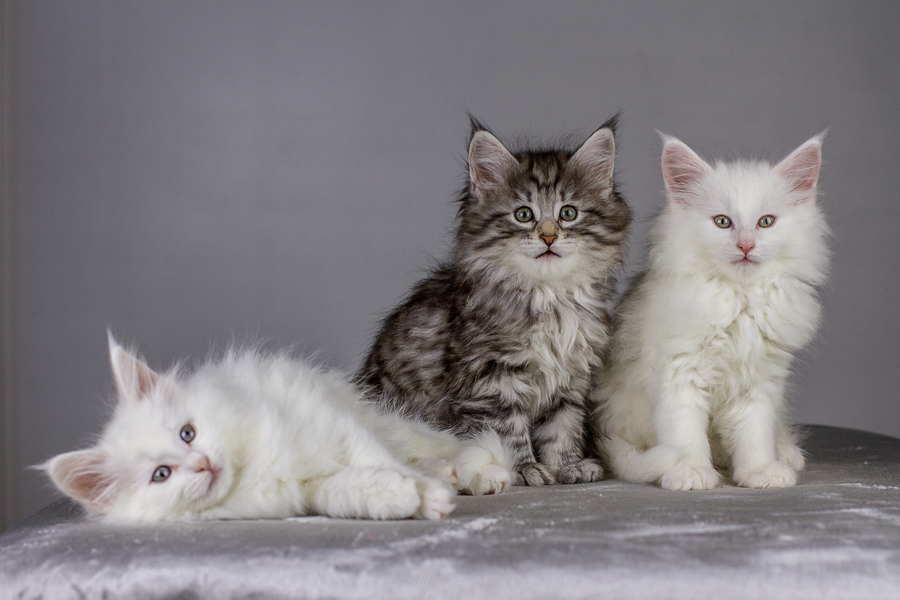 Wurf E (55 Tage alt)