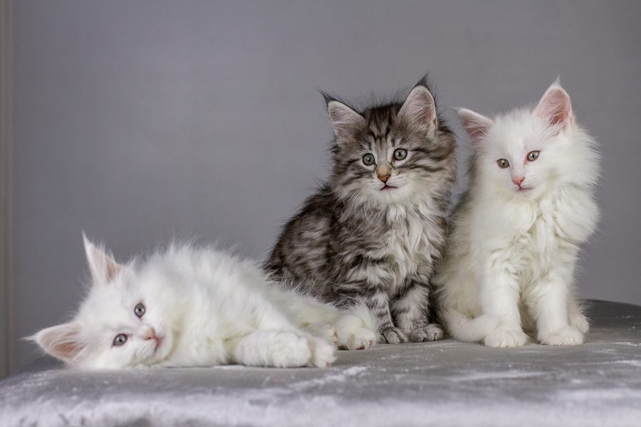 Wurf E (55 Tage alt)