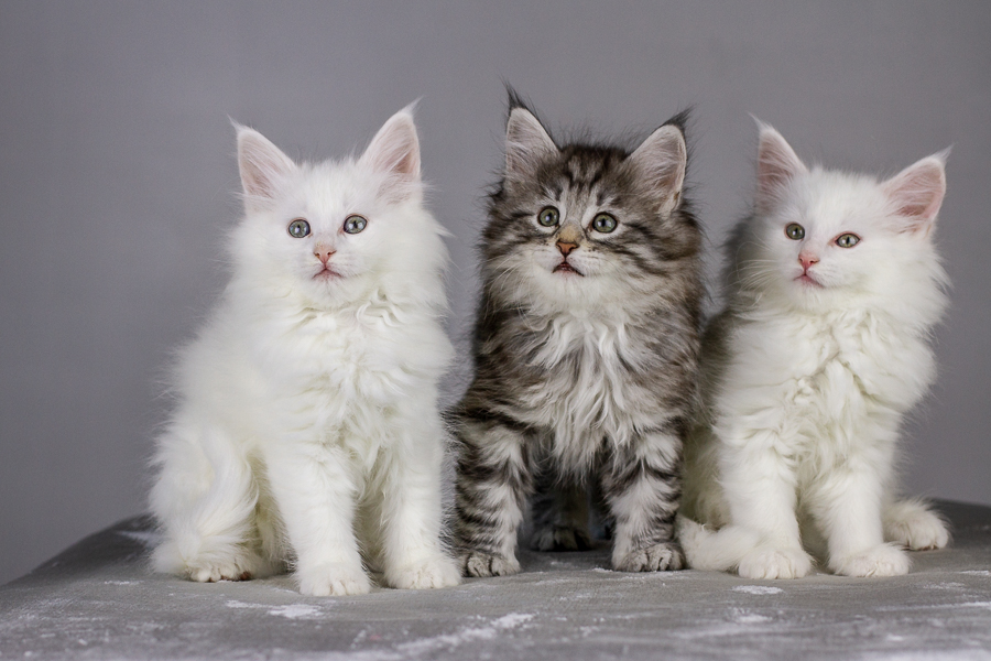 Wurf E (55 Tage alt)