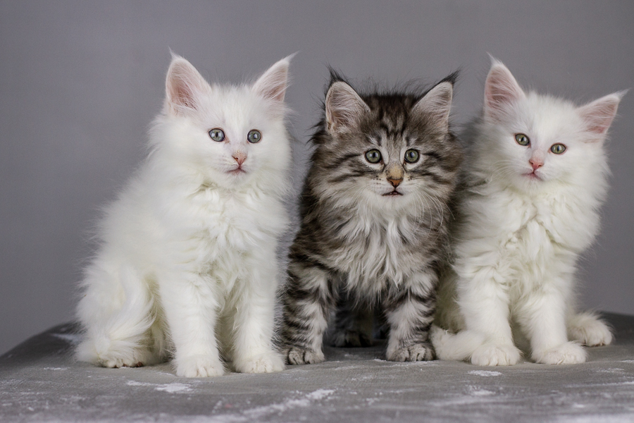 Wurf E (55 Tage alt)