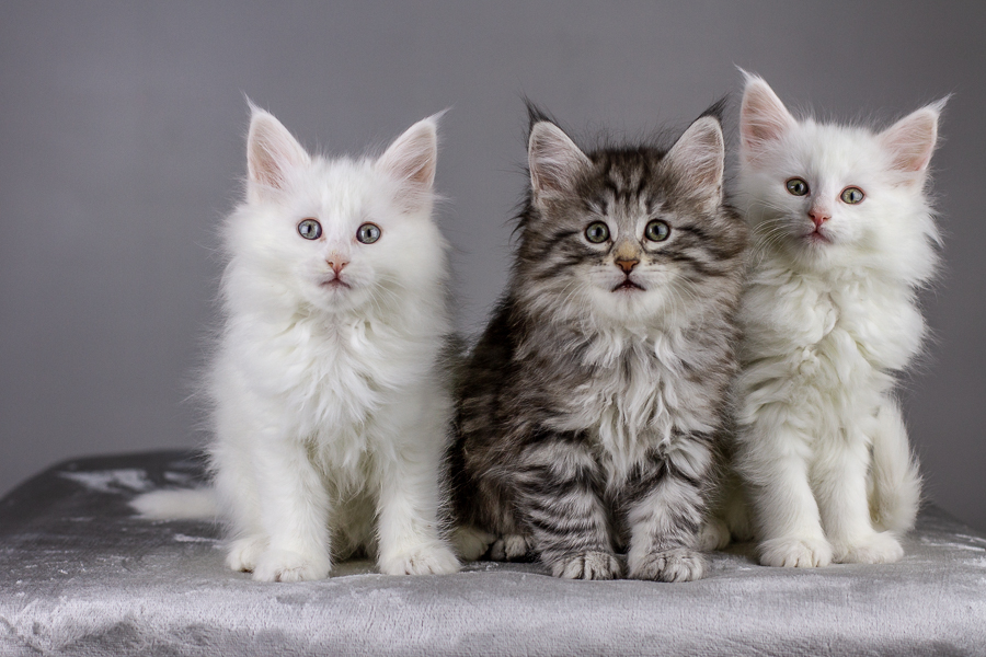 Wurf E (55 Tage alt)