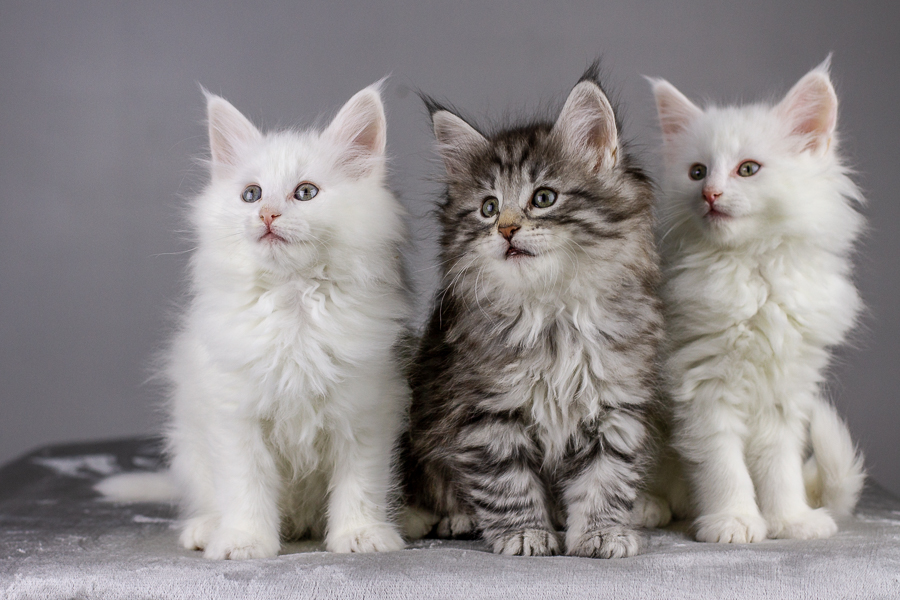 Wurf E (55 Tage alt)