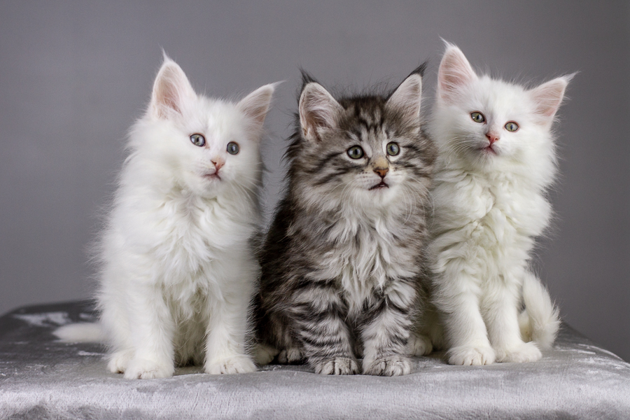 Wurf E (55 Tage alt)