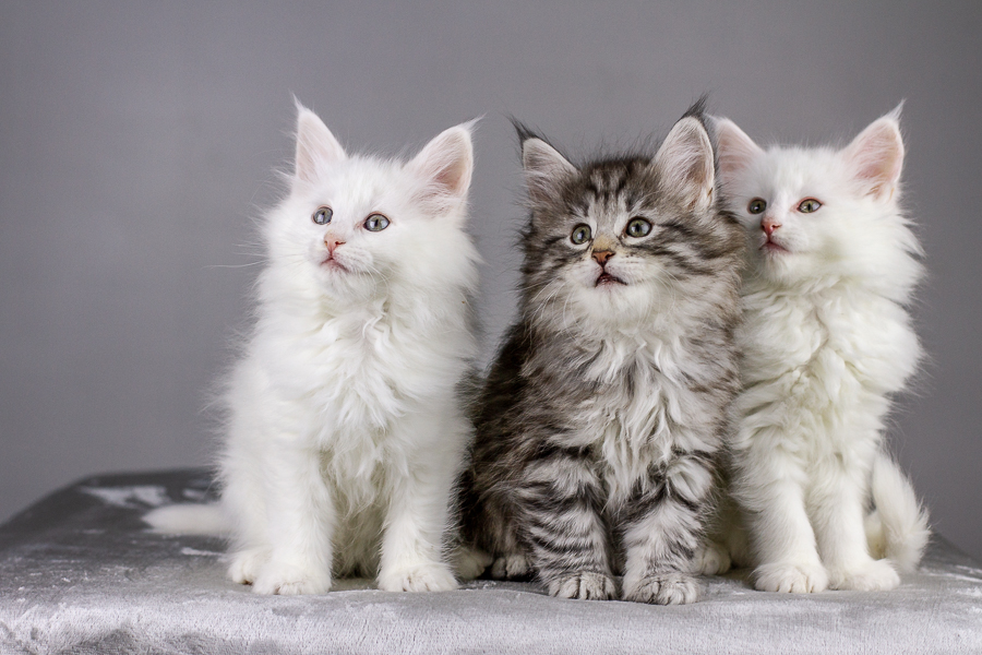 Wurf E (55 Tage alt)