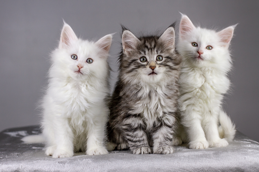 Wurf E (55 Tage alt)