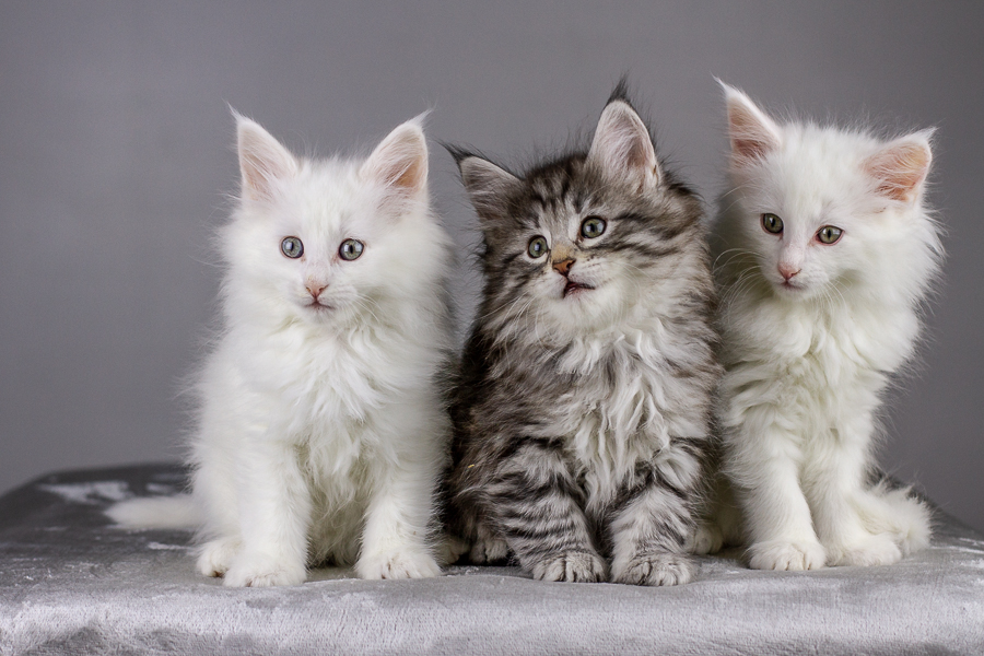 Wurf E (55 Tage alt)