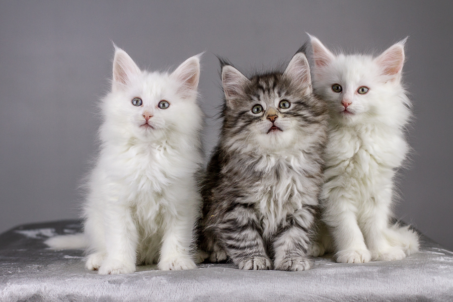 Wurf E (55 Tage alt)