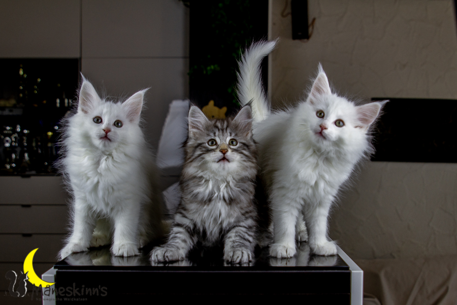 Wurf E (63 Tage alt)