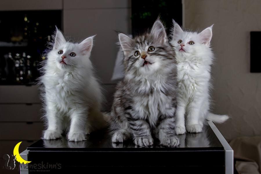 Wurf E (63 Tage alt)