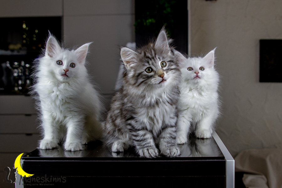 Wurf E (63 Tage alt)