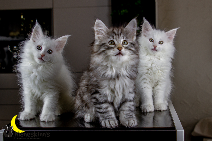 Wurf E (63 Tage alt)