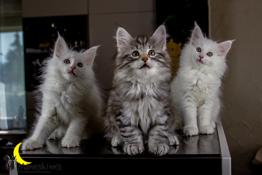 Wurf E (63 Tage alt)