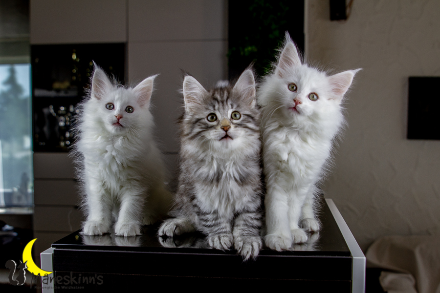 Wurf E (63 Tage alt)