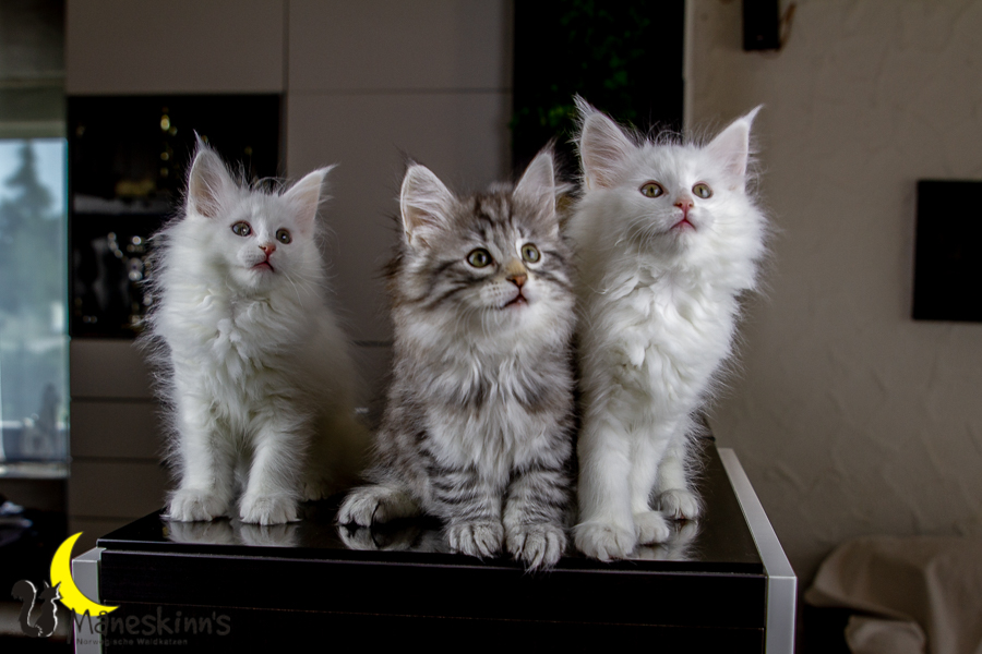 Wurf E (63 Tage alt)