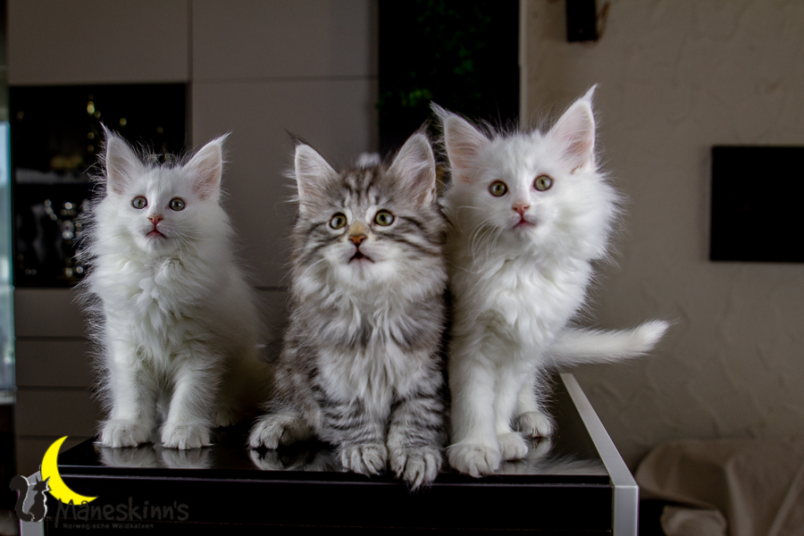 Wurf E (63 Tage alt)