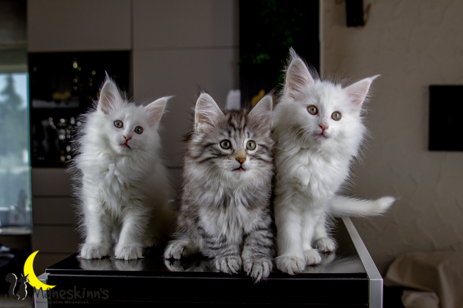 Wurf E (63 Tage alt)