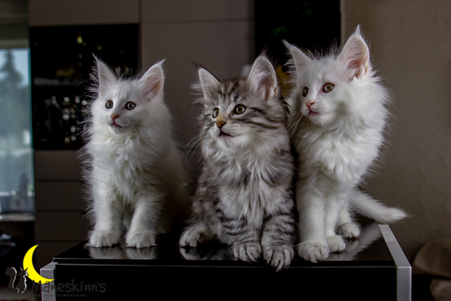 Wurf E (63 Tage alt)