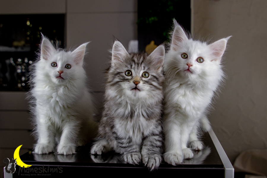 Wurf E (63 Tage alt)