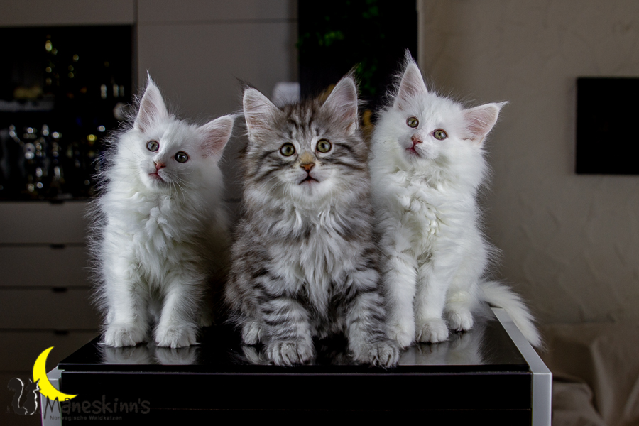 Wurf E (63 Tage alt)