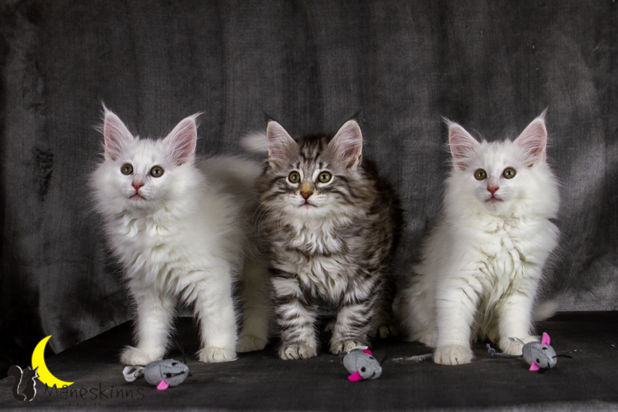 Wurf E (69 Tage alt)