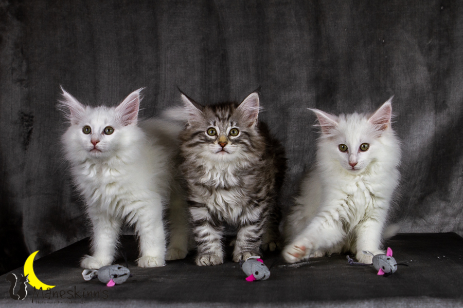 Wurf E (69 Tage alt)