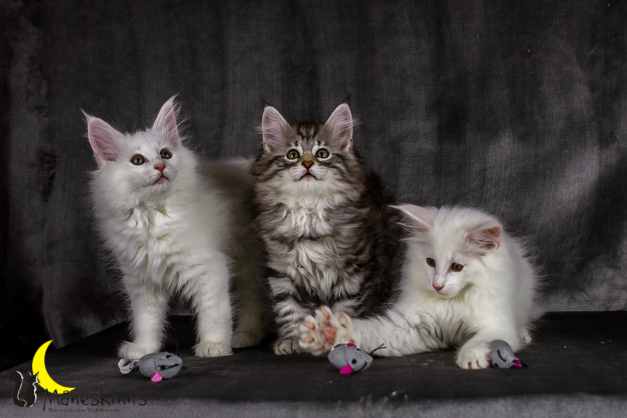 Wurf E (69 Tage alt)