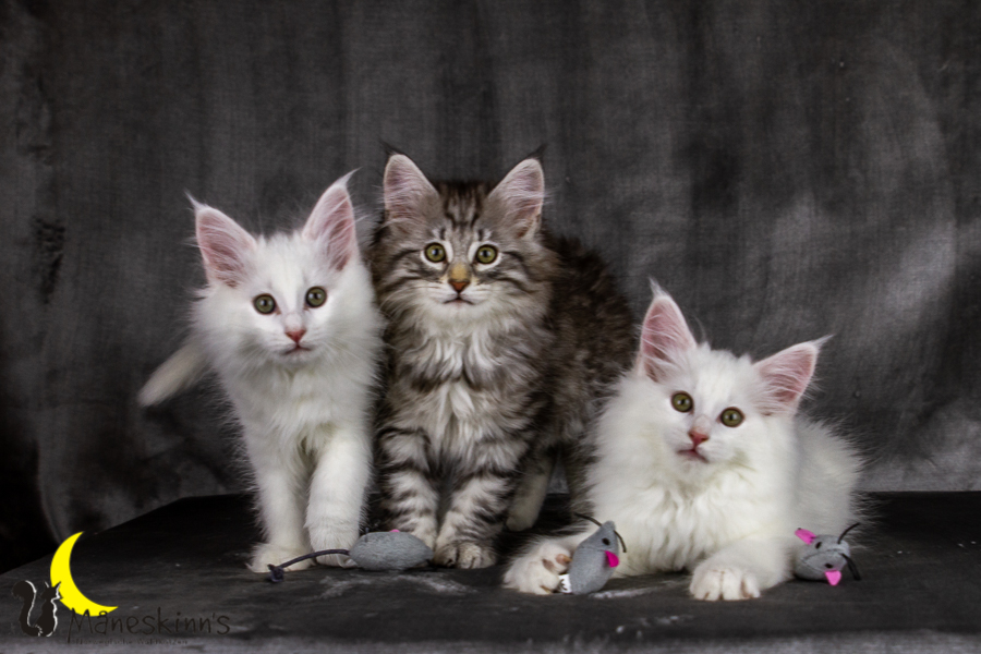 Wurf E (69 Tage alt)