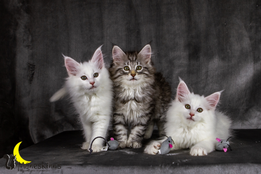 Wurf E (69 Tage alt)