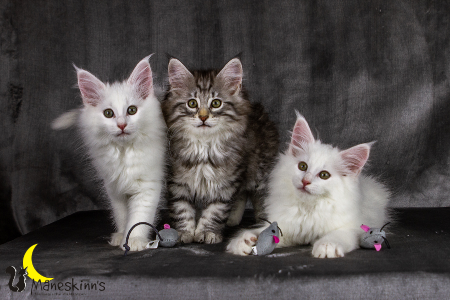 Wurf E (69 Tage alt)