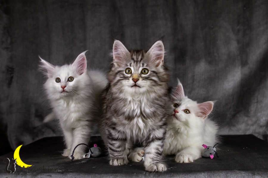 Wurf E (69 Tage alt)