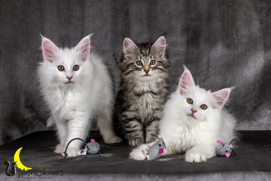 Wurf E (69 Tage alt)