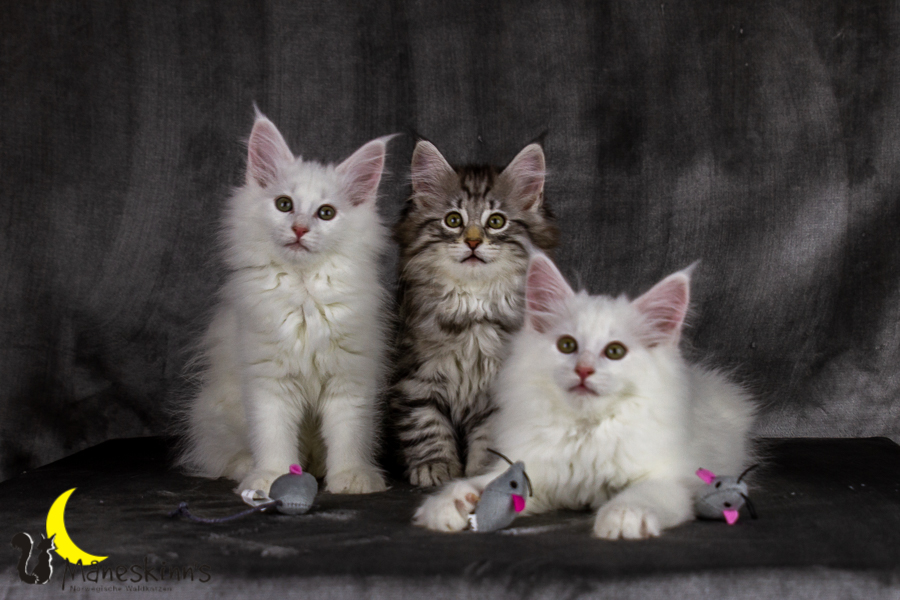 Wurf E (69 Tage alt)