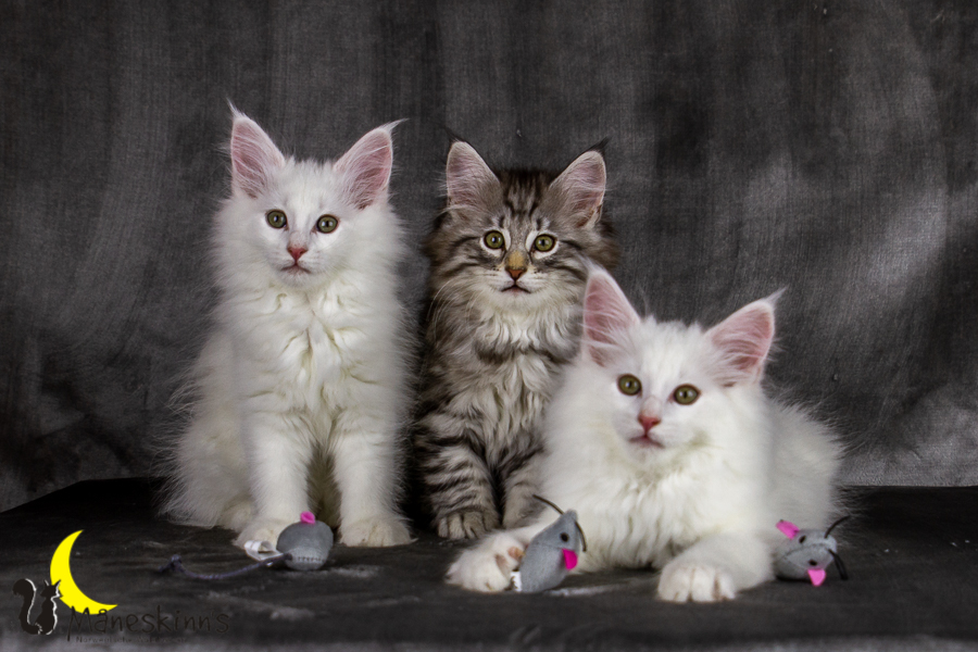 Wurf E (69 Tage alt)