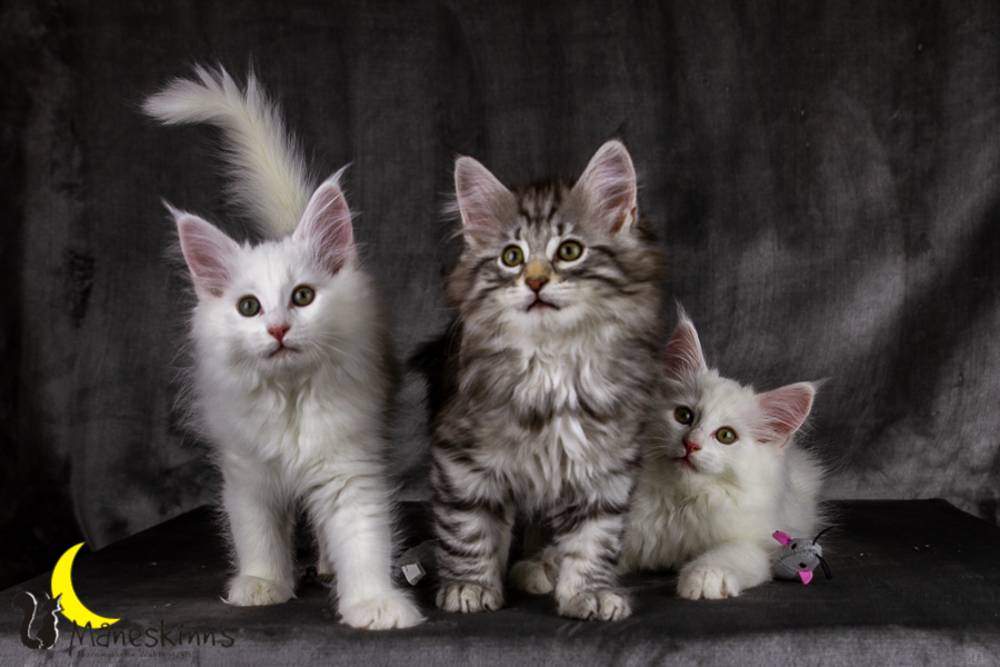 Wurf E (69 Tage alt)