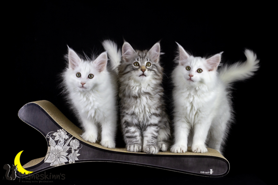 Wurf E (77 Tage alt)