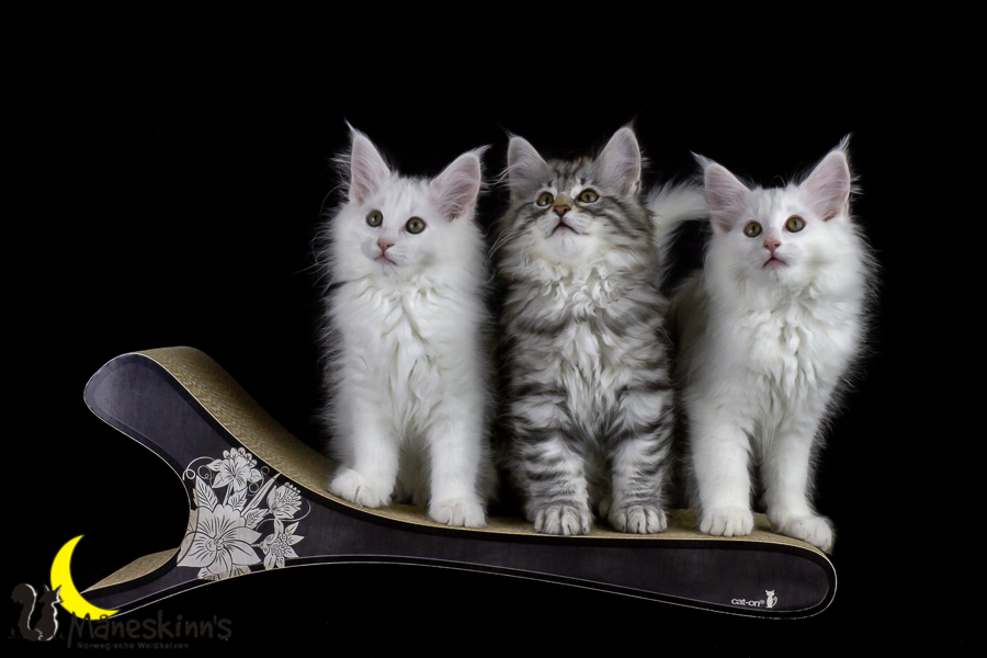 Wurf E (77 Tage alt)