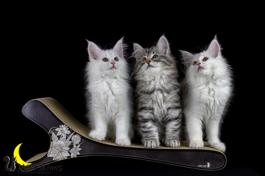 Wurf E (77 Tage alt)