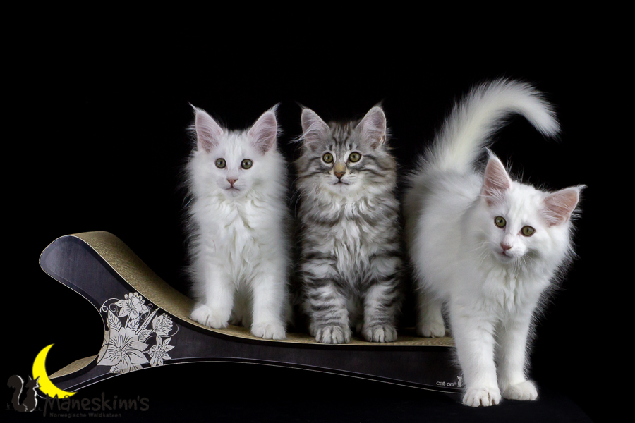 Wurf E (77 Tage alt)