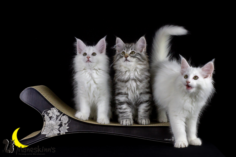 Wurf E (77 Tage alt)