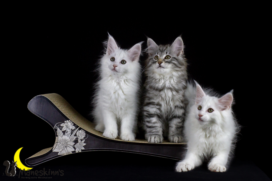 Wurf E (77 Tage alt)